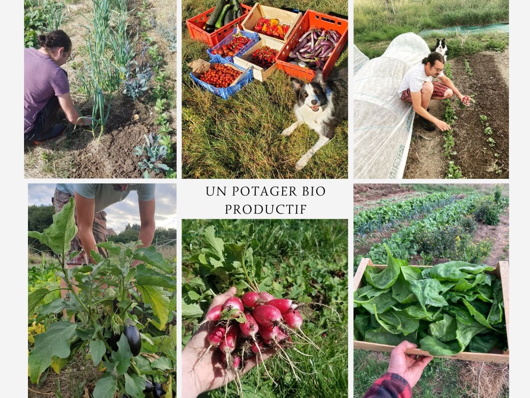 Un potager bio productif