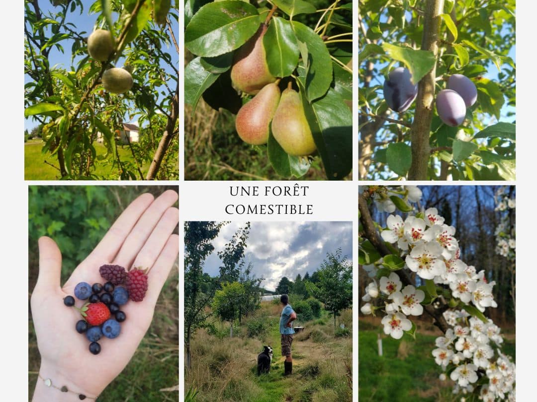 Une forêt comestible