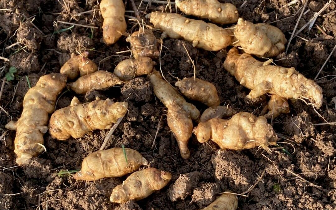 Débuter son autosuffisance alimentaire au mois de mars