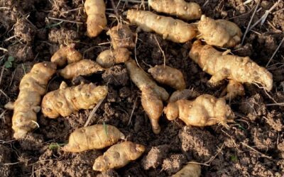 Débuter son autosuffisance alimentaire au mois de mars