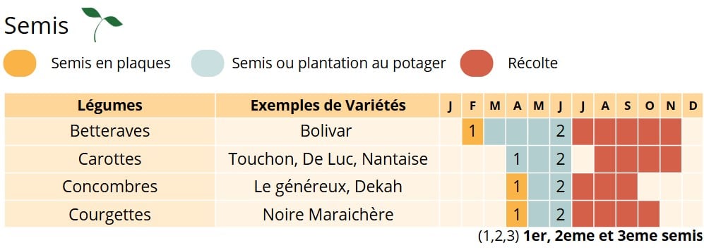 Permaculture Semis du mois de juin Permaculture Semis du mois de juin