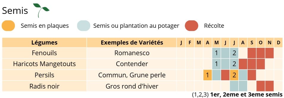 Permaculture Semis du mois de juillet Permaculture Semis du mois de juillet