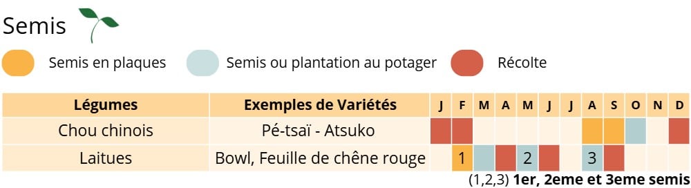 Permaculture Semis du mois de Août Permaculture Semis du mois de Août