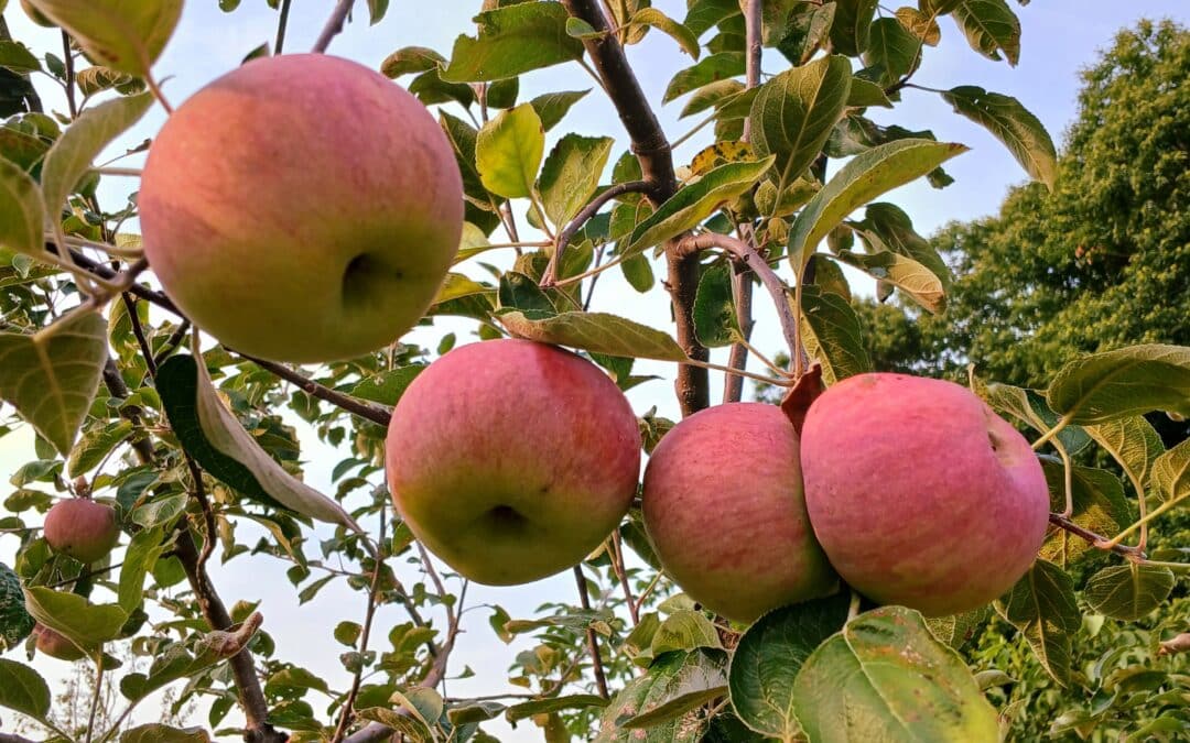 Débuter son autosuffisance alimentaire au mois de septembre